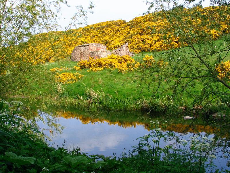 Gorse by the River.JPG